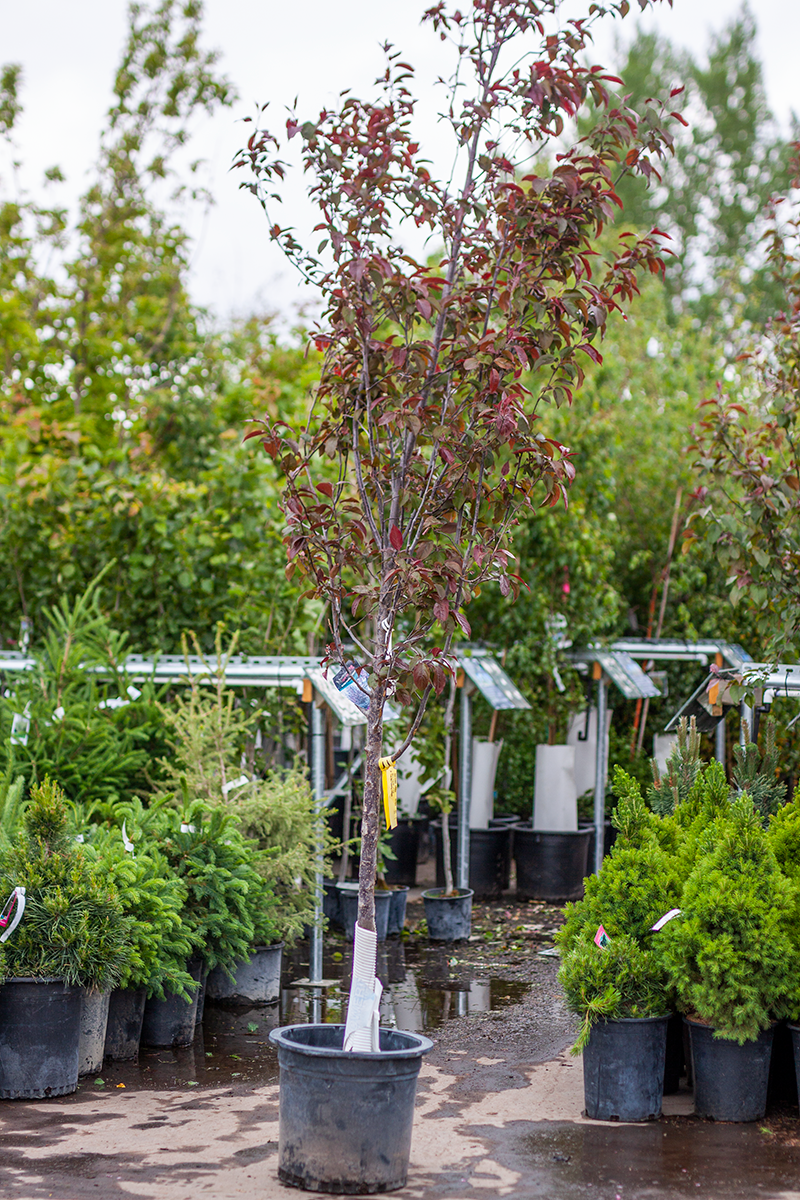 Crabapple Royal Mist