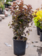 Ninebark Diablo/Monlo