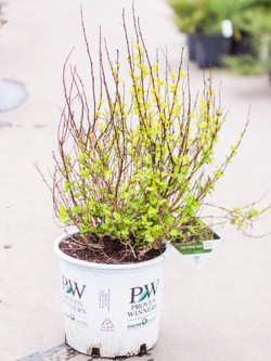 Ninebark Tiny Wine Gold