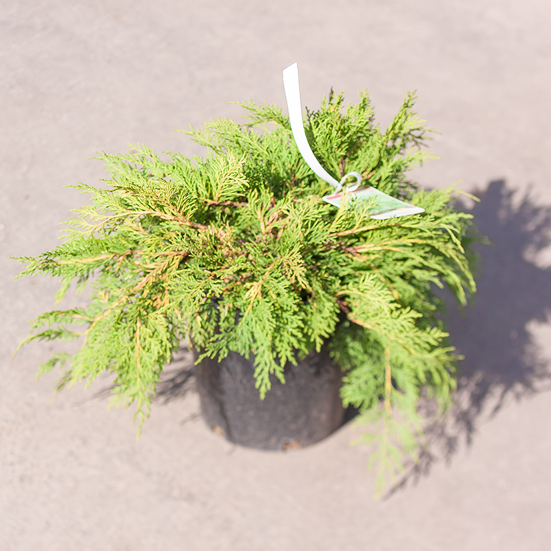 Cypress Russian
