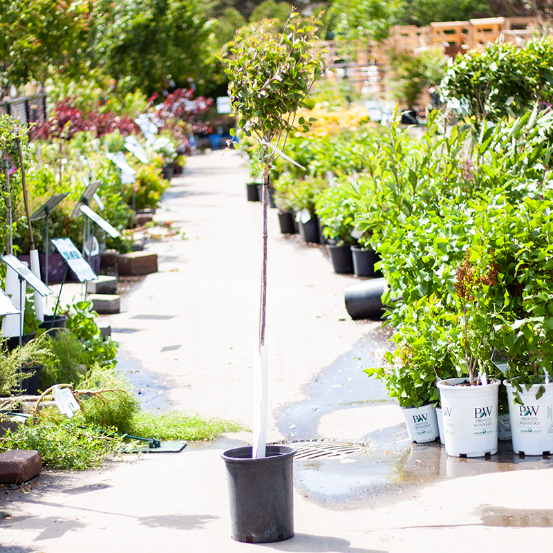 Lilac Tinkerbelle TG 5gal