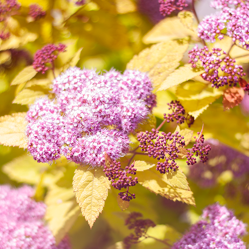 Spirea Double Play Big Bang 2gal