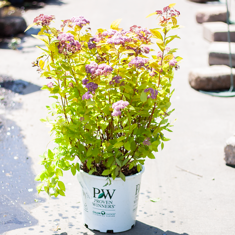 Spirea Double Play Big Bang 2gal
