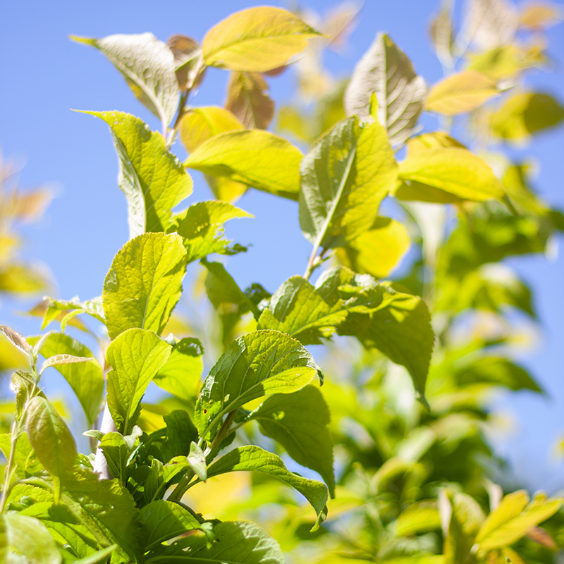 Plum Brooks Gold 5gal