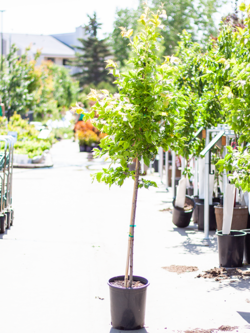 Plum Brooks Gold 5gal