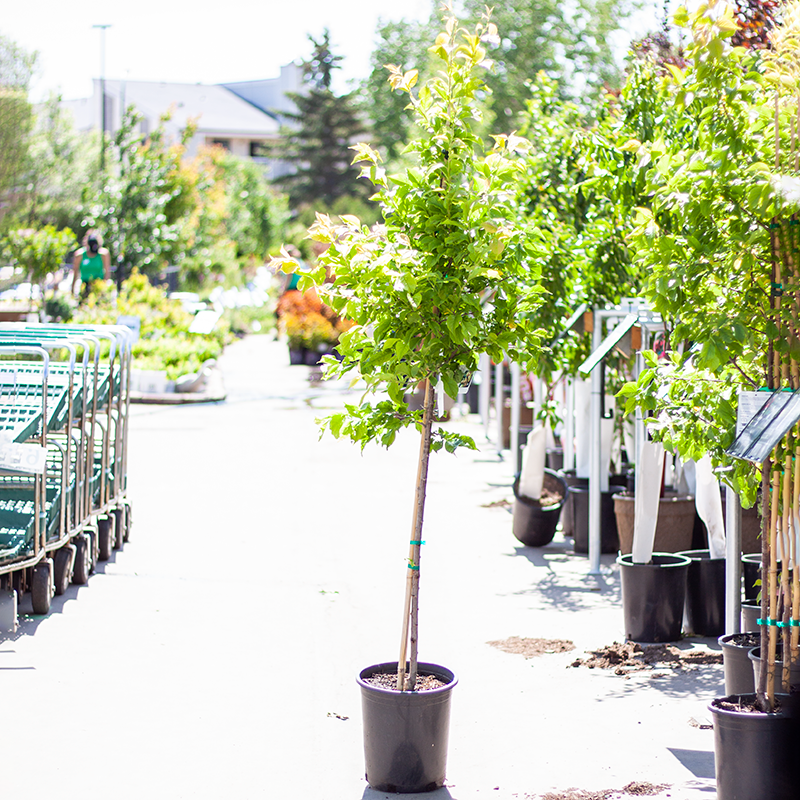 Plum Brooks Gold 5gal