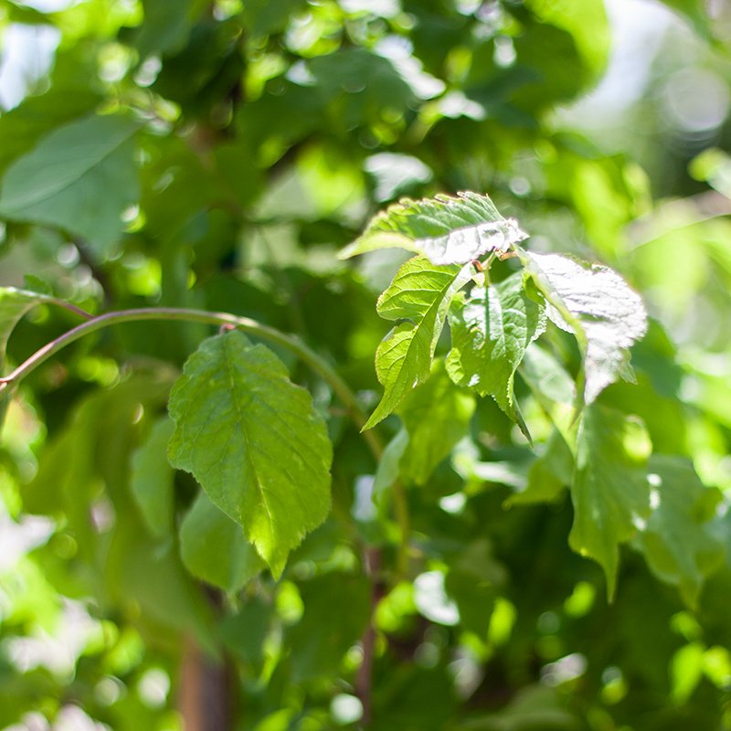 Plum Brooks Red 5gal