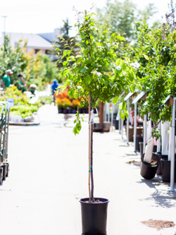 Plum Brooks Red 5gal