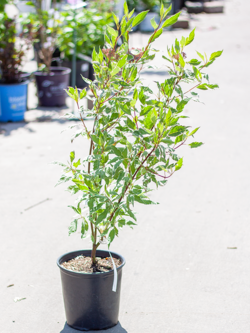 Dogwood Elegantissima 2gal