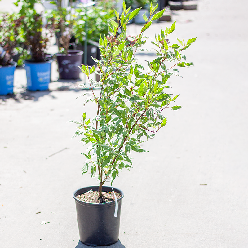 Dogwood Elegantissima 2gal