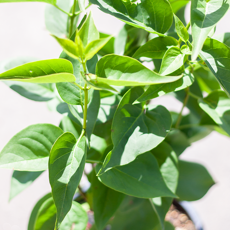 Lilac French Mme. Lemoine 2gal