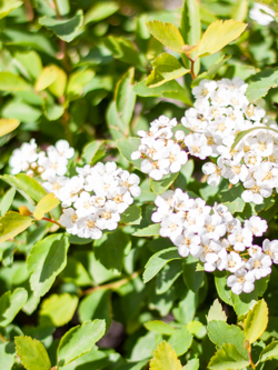Spirea Vanhouttei