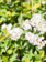 Spirea Vanhouttei