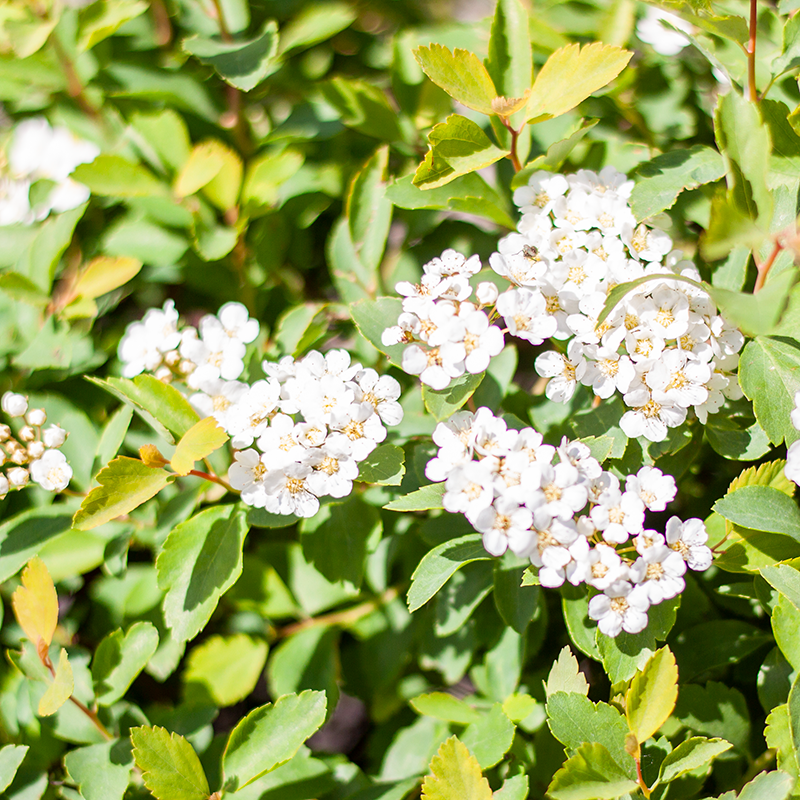 Spirea Vanhouttei