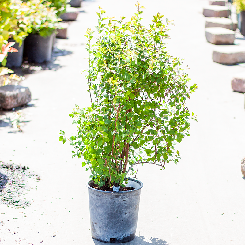 Spirea Vanhouttei