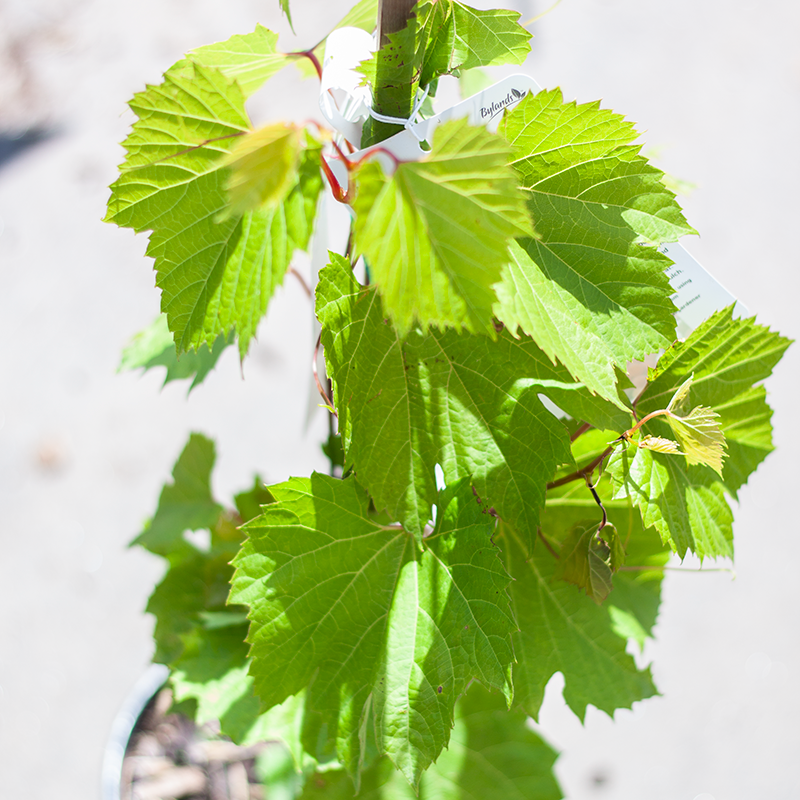 Grape Frontenac Gris 1gal