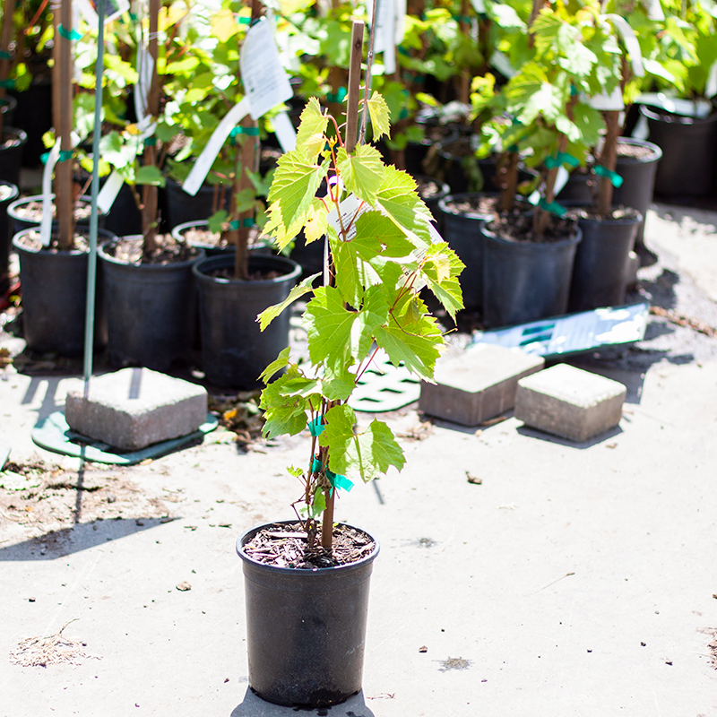 Grape Frontenac Gris 1gal