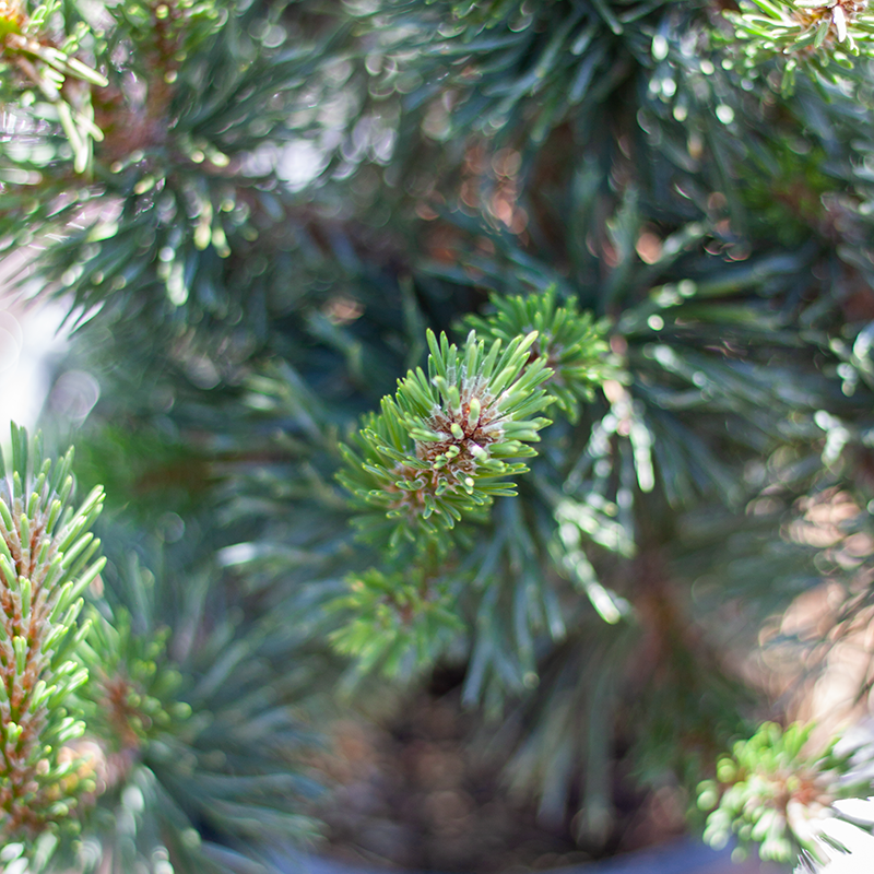 Pine Mugo Tannenbaum 5gal