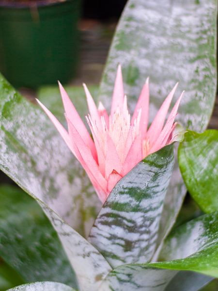 Bromeliad Silver Vase 6"