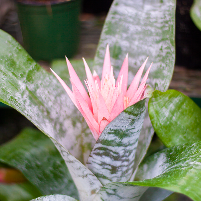 Bromeliad Silver Vase 6"