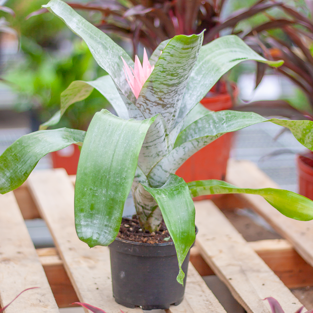 Bromeliad Silver Vase 6"