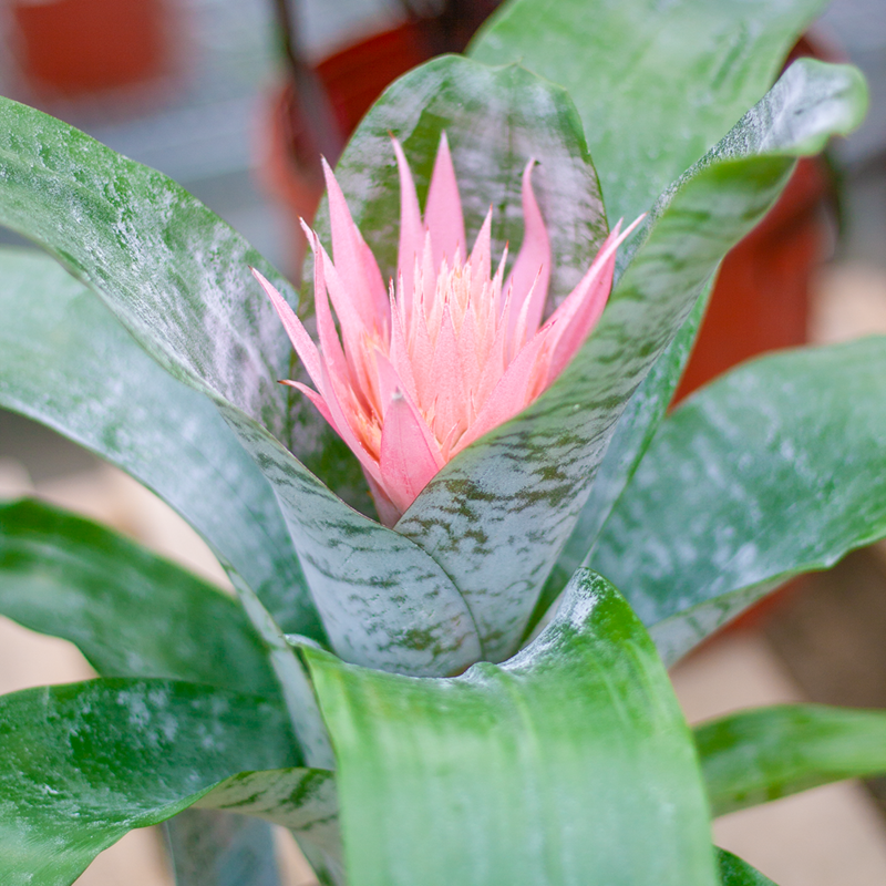 Bromeliad Silver Vase 6"