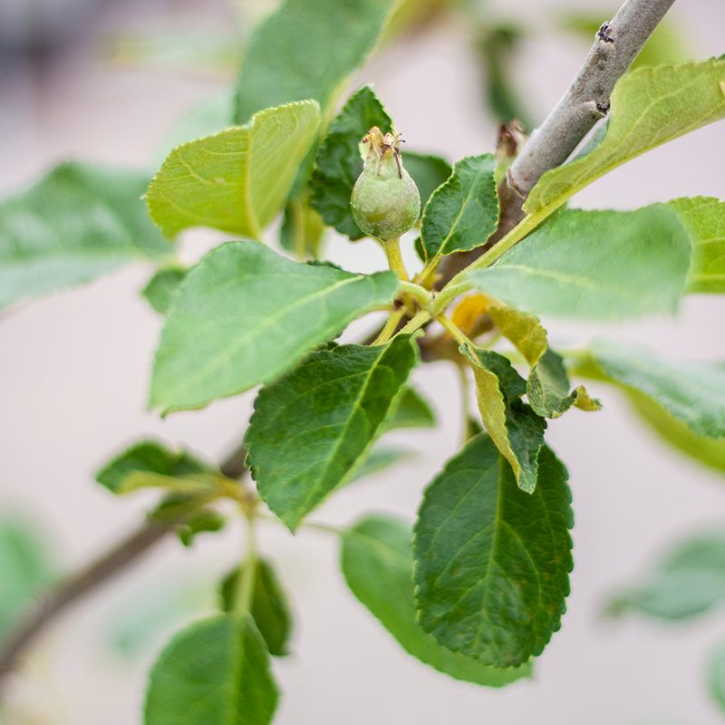 Apple Battleford 5gal