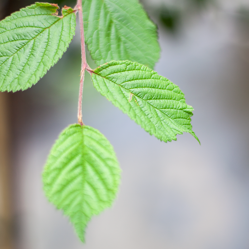 Cherry Pink Candles TF