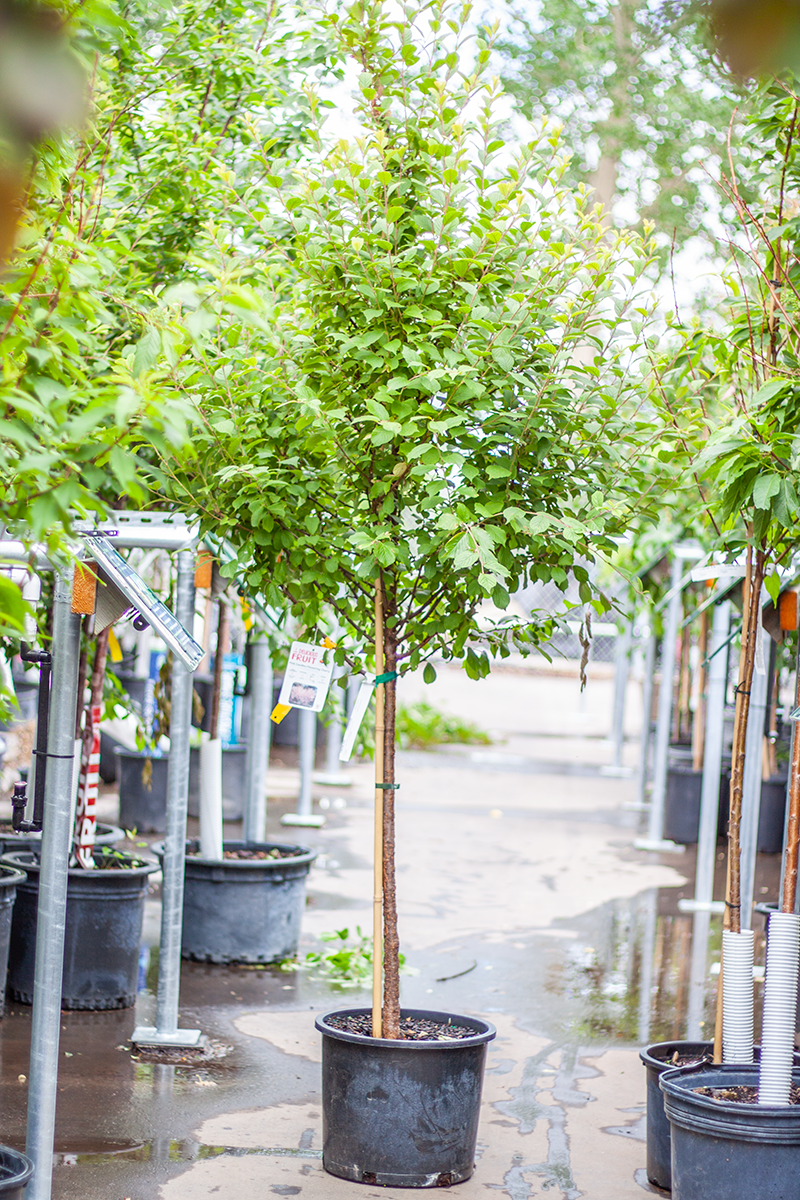 Cherry Pink Candles TF