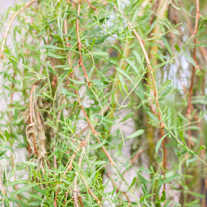 Caragana Walkers Weeping TG 7gal