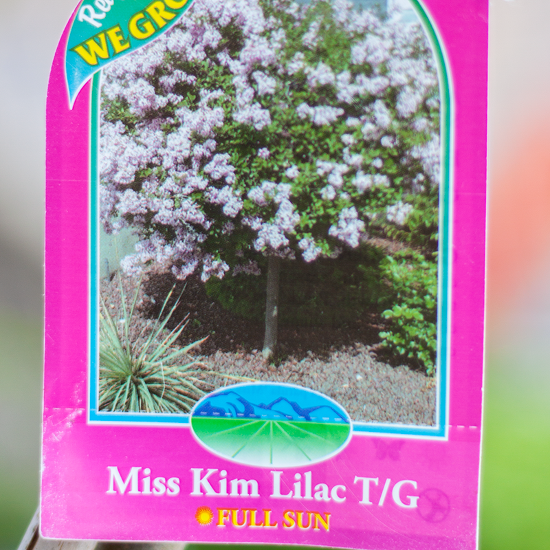 Lilac Miss Kim TG 5gal
