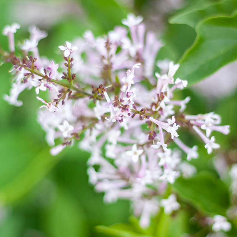 Lilac Miss Kim TG 5gal