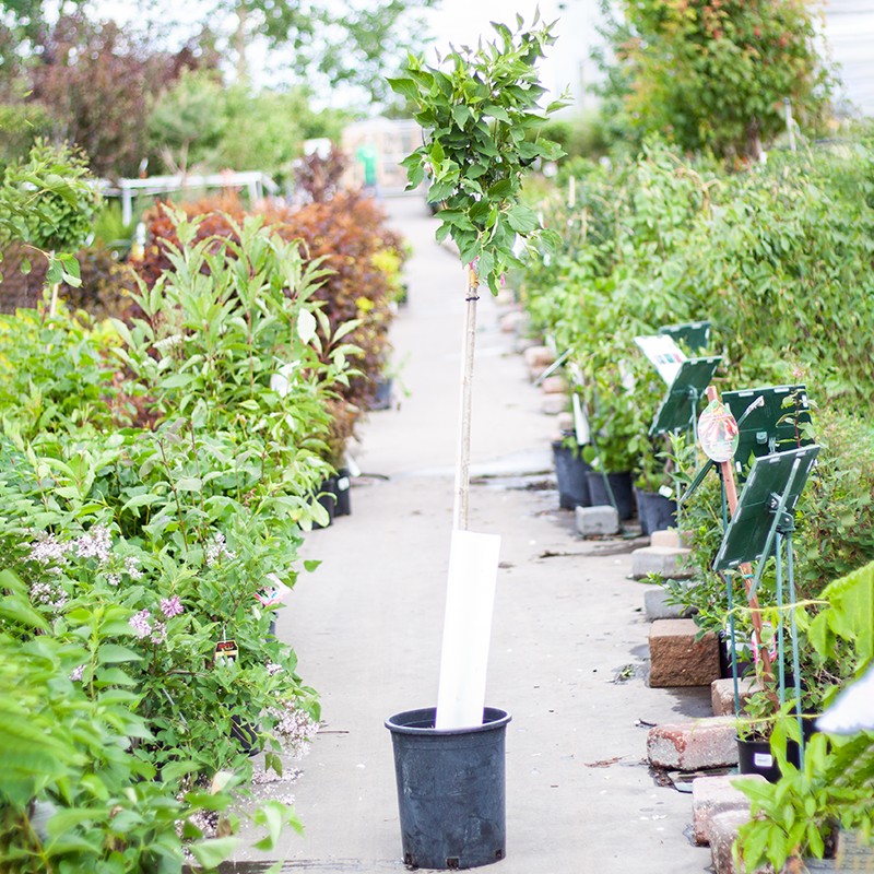 Lilac Miss Kim TG 5gal