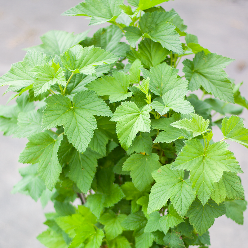 Currant Black Ben Conan