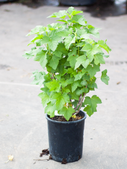 Currant Black Ben Conan