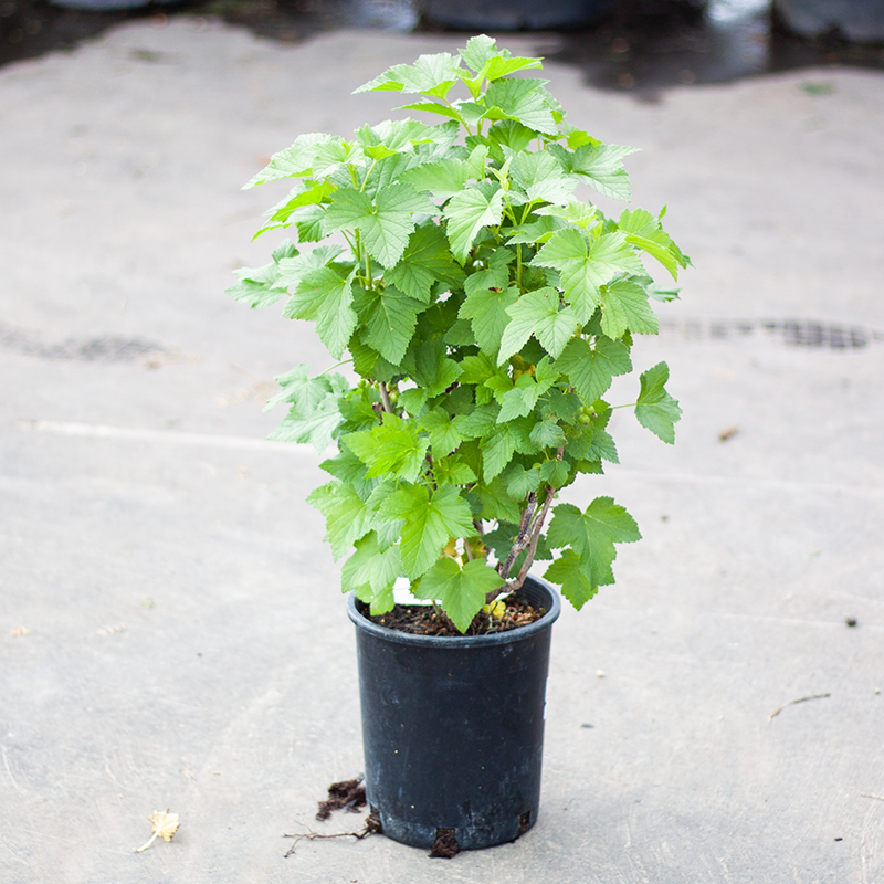 Currant Black Ben Conan