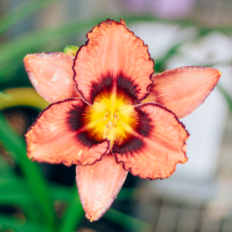 Daylily Simmons Overture 5.5"