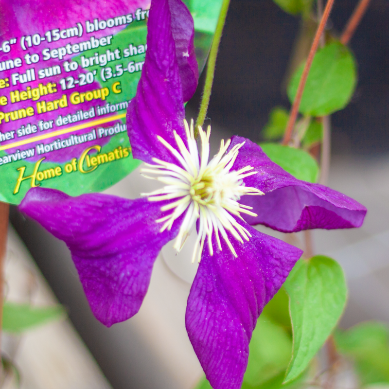 Clematis Jackmanii Superba 1gal