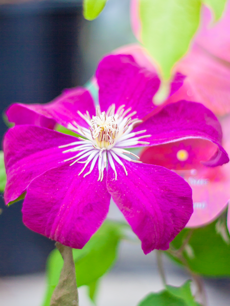 Clematis Rouge Cardinal 1gal