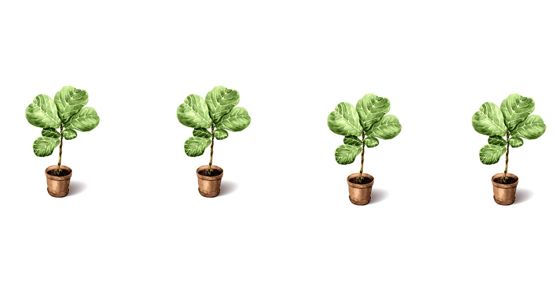Fiddle Leaf Fig Care