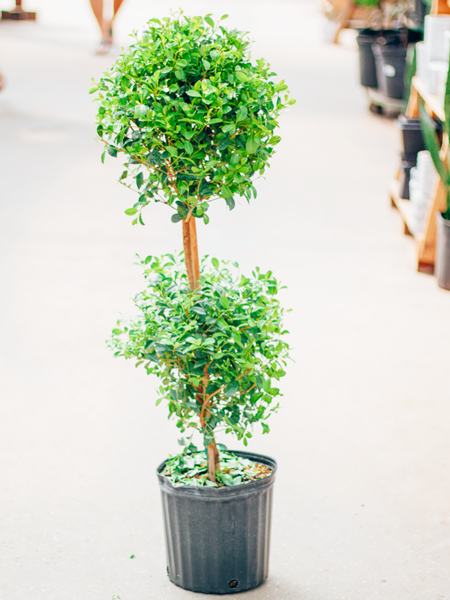 Eugenia Topiary 2 Ball