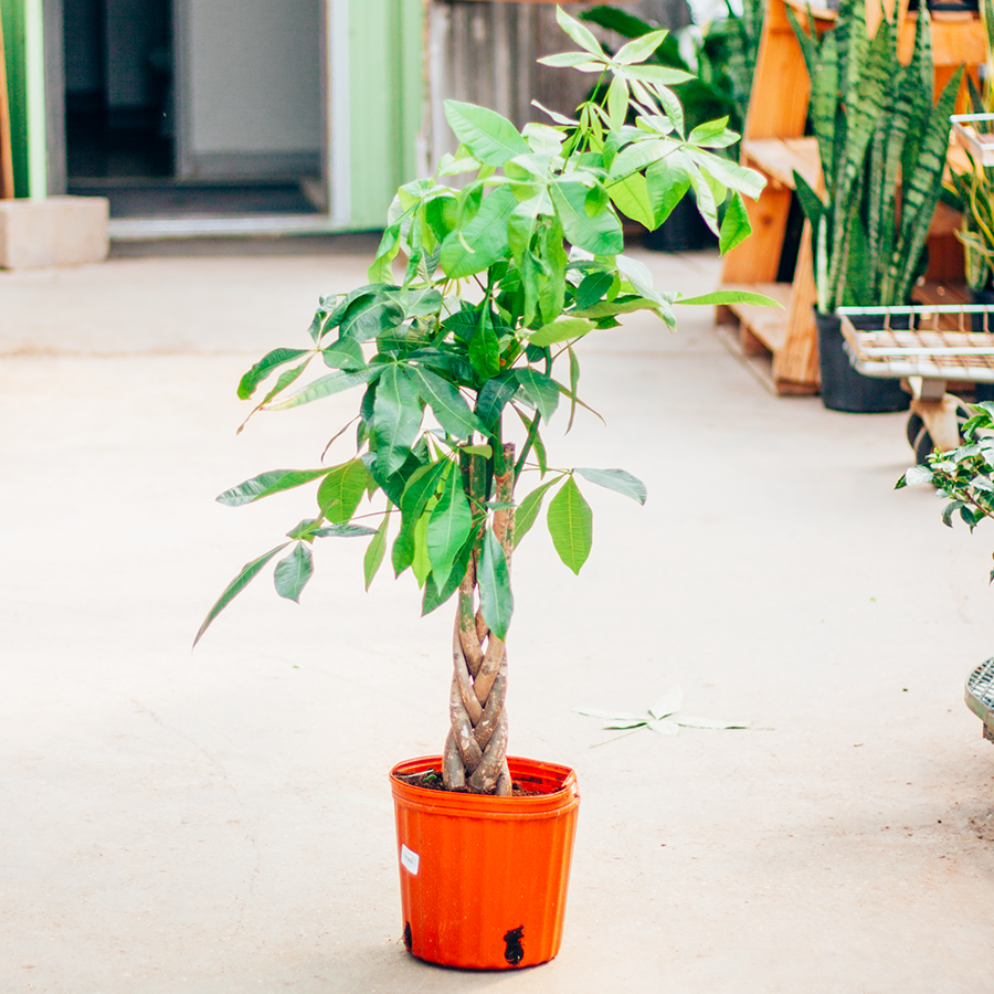 Money Tree Braided