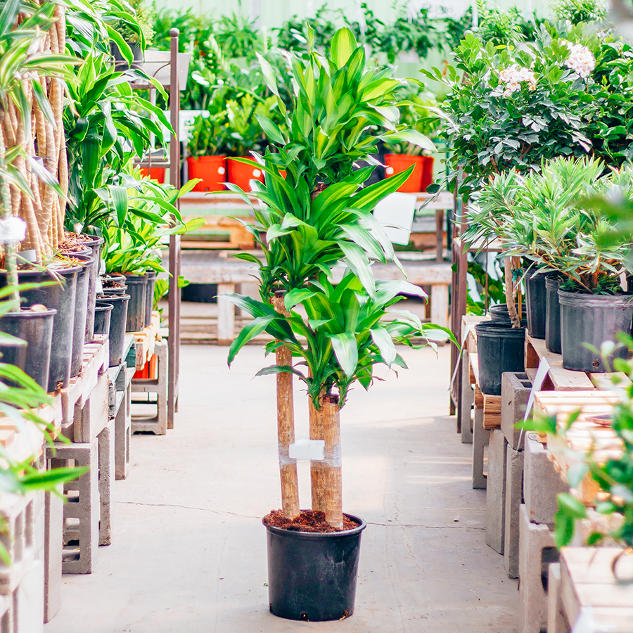 Dracaena Mass Cane 4-3-2 12"