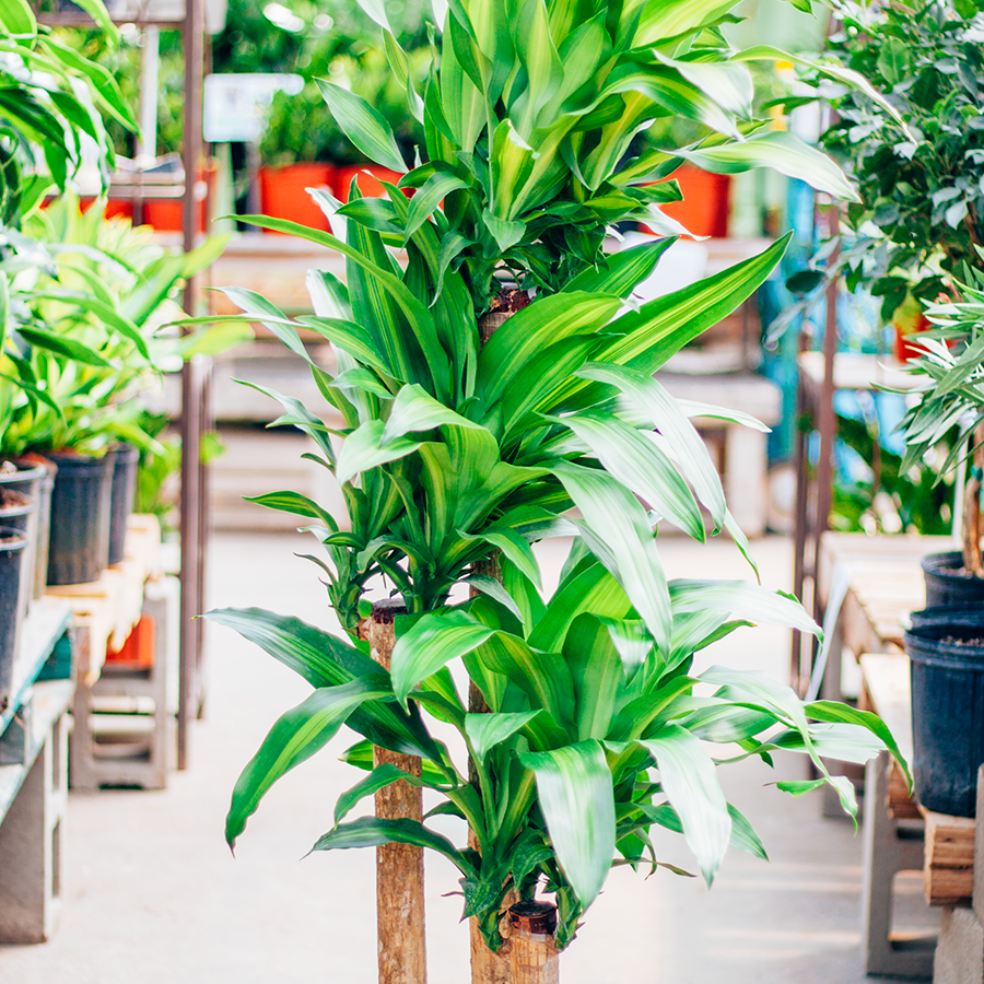 Dracaena Mass Cane 4-3-2 12"