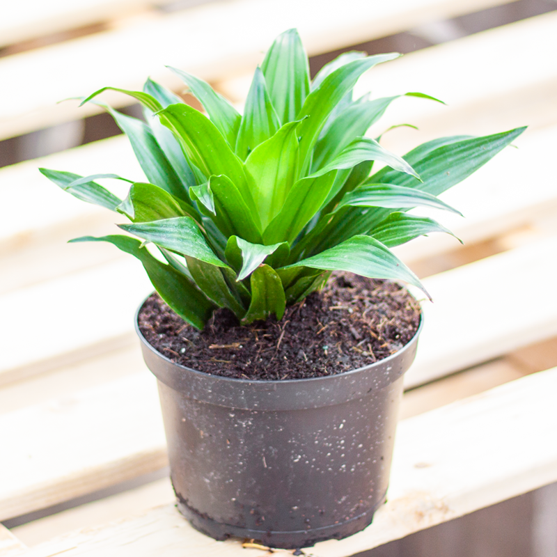 dracaena janet craig plant