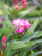 Oleander Standard 10"