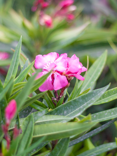 Oleander Standard 10"