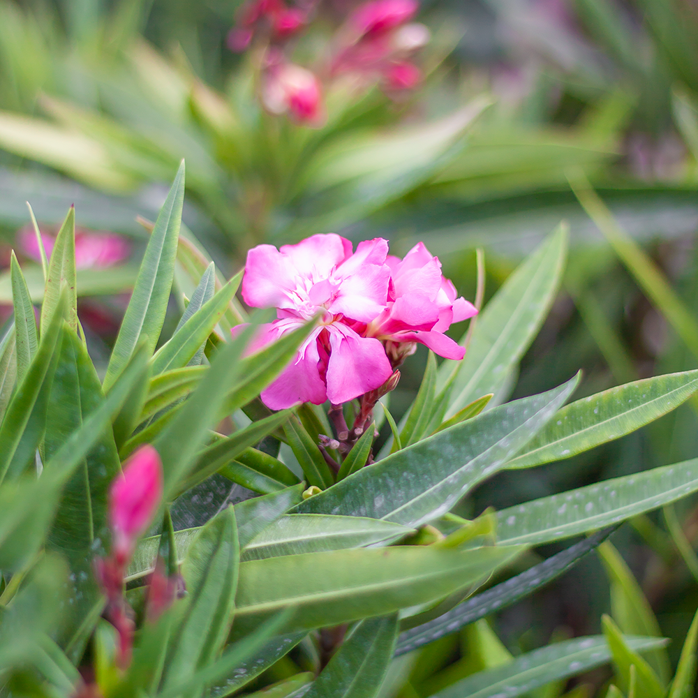 Oleander Standard 10"