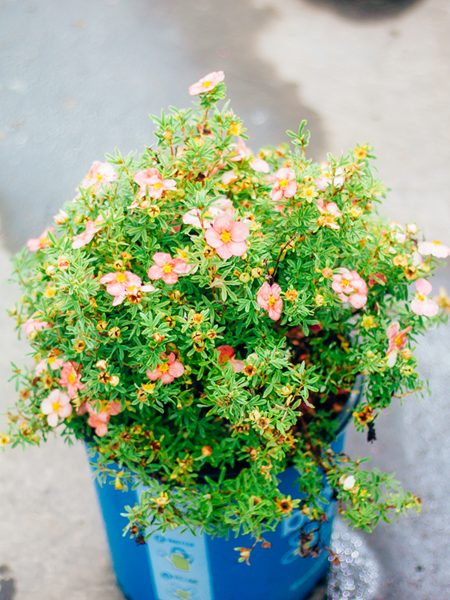 Potentilla Bella Bellissima 2gal