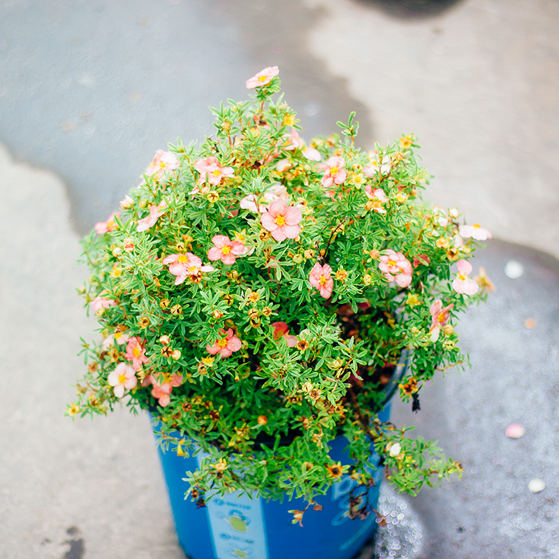 Potentilla Bella Bellissima 2gal